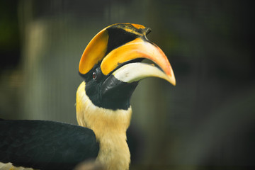Yellow Hornbill of Malaysia