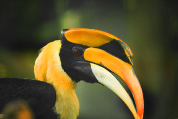 Yellow Hornbill of Malaysia