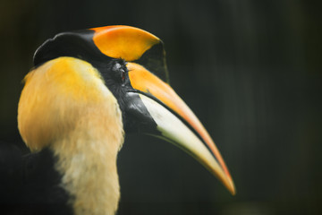 Yellow Hornbill of Malaysia