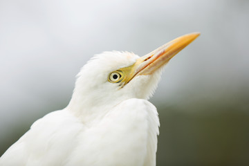 White Egret 