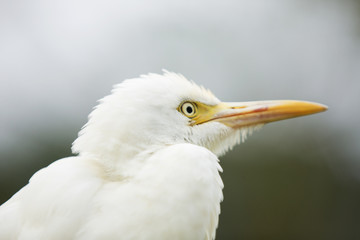 White Egret 