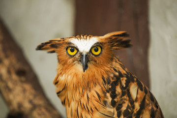 brown owl