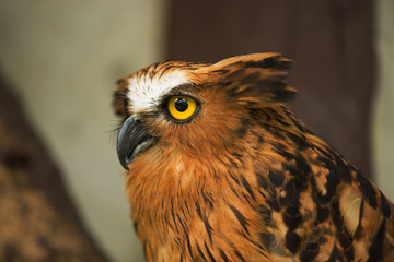 brown owl