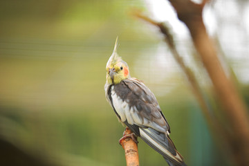 Colorful Birds of Malaysia