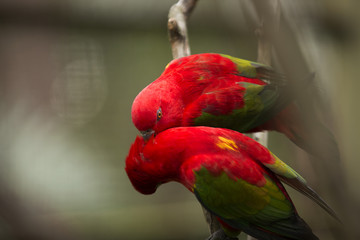 Red Parrots of Malaysia 