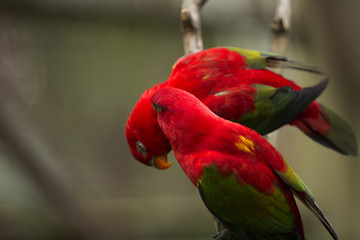 Red Parrots of Malaysia 