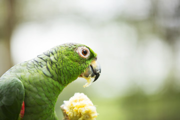 Obraz premium Colorful Birds of Malaysia