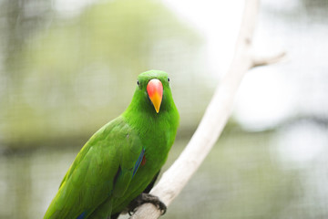 Colorful Birds of Malaysia