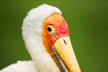 Stork of Malaysia