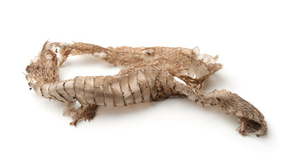 Fototapeta premium Snake shedding skin