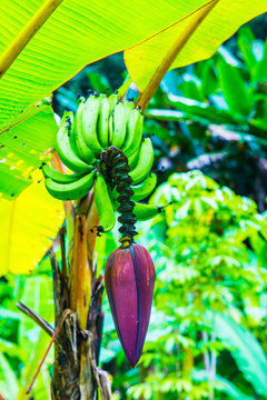 Pisang Ambon Banana on Tree