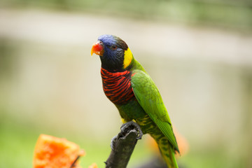 Colorful Birds of Malaysia