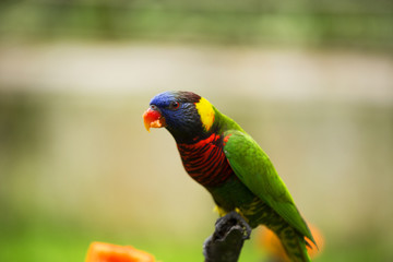 Colorful Birds of Malaysia