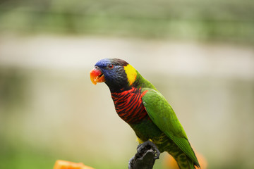 Colorful Birds of Malaysia