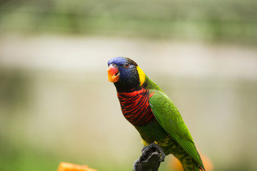 Colorful Birds of Malaysia