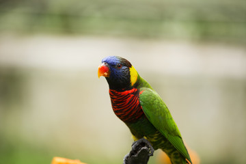 Colorful Birds of Malaysia
