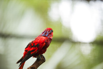 Red Parrots of Malaysia 