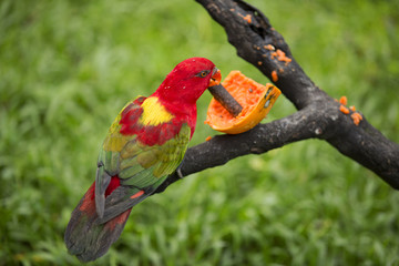 Red Parrots of Malaysia 