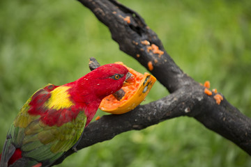Red Parrots of Malaysia 