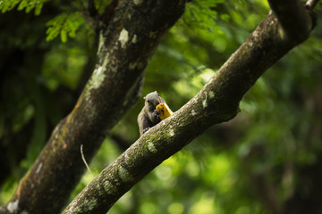 Wild Malaysian Squirrel 