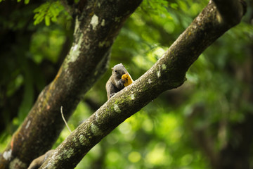 Wild Malaysian Squirrel 
