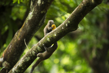 Wild Malaysian Squirrel 