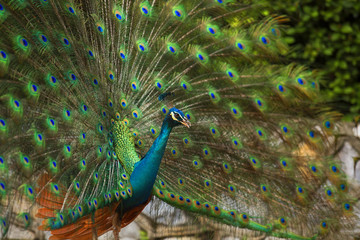 Obraz premium Peacocks of Malaysia