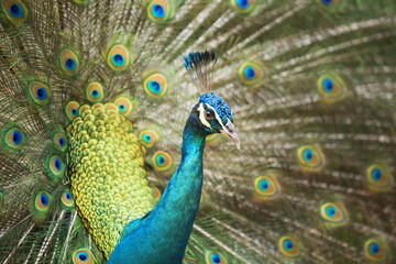 Fototapeta na wymiar Peacocks of Malaysia