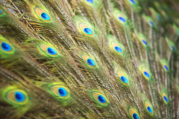 Fototapeta premium Peacocks of Malaysia