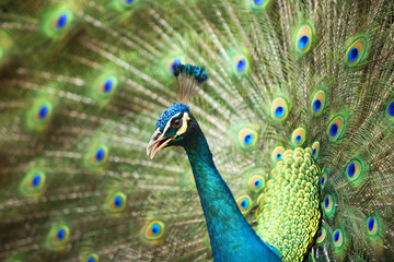 Fototapeta premium Peacocks of Malaysia