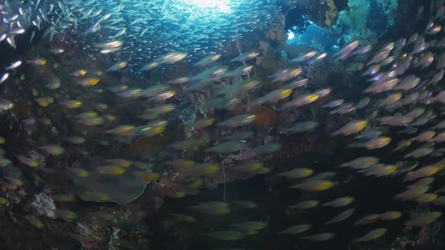 School of Glass Fish, Golden sweeper and Grouper swimming under the wreck