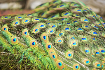 Obraz premium Peacocks of Malaysia