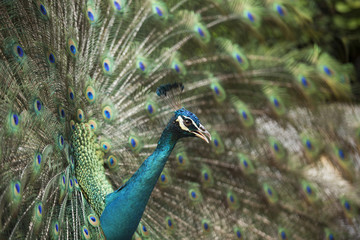 Peacocks of Malaysia