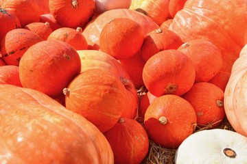 Close-Up View of Orange Pumpkin Patches