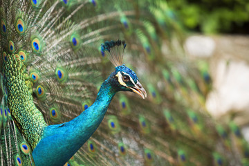 Obraz premium Peacocks of Malaysia