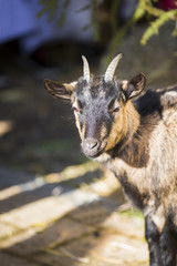 Portrait de biquette