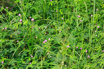 closeup of green mimosa pudica sensitive plant