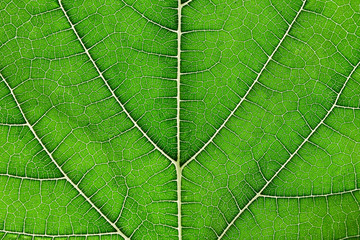 close up green leaf texture