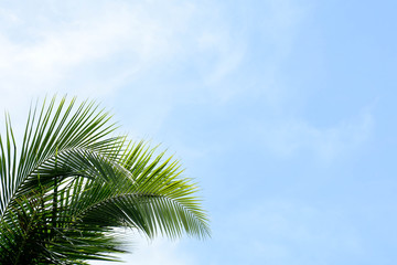 palm coconut leaf isolated on blue sky background