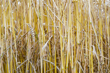 field of wheat. Photo Shooting quadrocopters field of ripe crops.