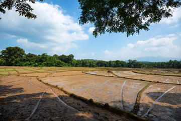 Fields with crops of rice in Sri Lanka