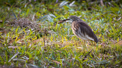 Javan Pond Heron