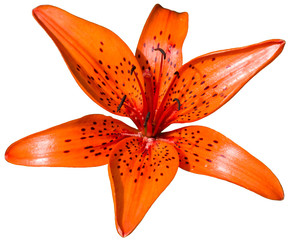 flower of tiger lily in full bloom growing on the ground in the garden closeup on full frame in the...