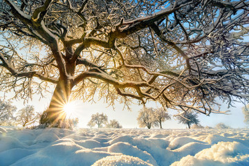 Winter Landschaft mit der Sonne hinter einem schönem Baum © Smileus