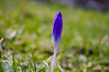 Crocus (Colchicum autumnale) on a meadow, background with bokeh effect