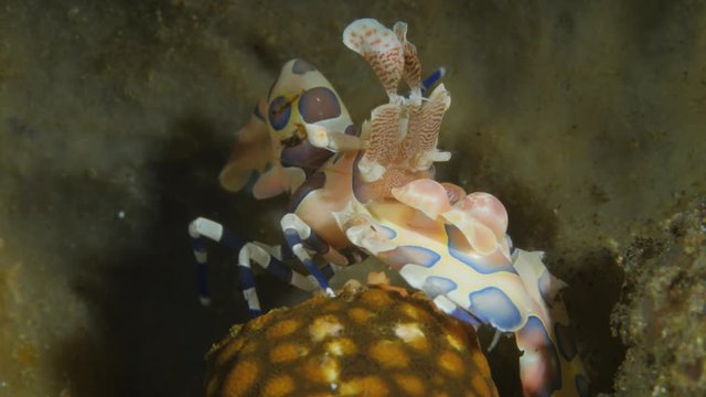 Harlequin shrimp feeding on sea star