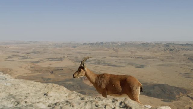 A Nubian ibex on the edges of Makhtesh Ramon Crater, Negev desert, Israel.