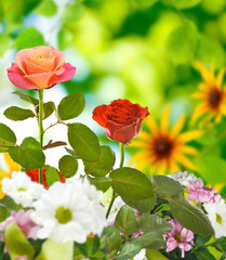 Beautiful flowers in the garden closeup