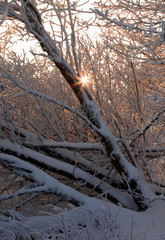 Sunburst sun light through snow covered trees, feldberg, Germany