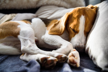 Beagle dog sleep